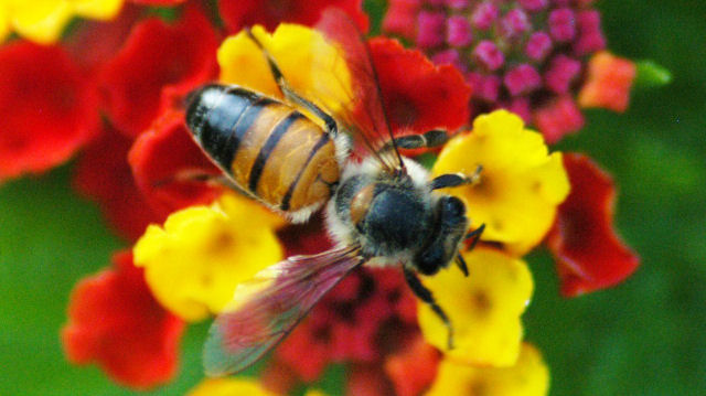 Monsanto, acusada de acabar com as abelhas, compra a principal empresa dedicada a sua conservação