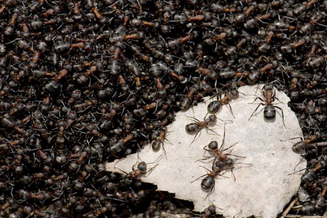 Sociedades humanas e colônias de formigas são cada vez mais parecidas