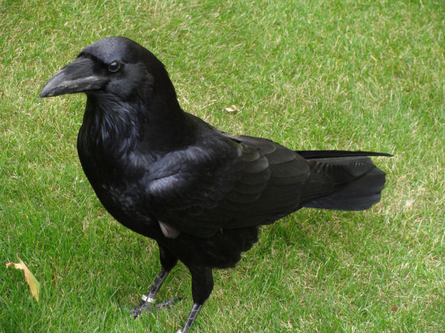 A espantosa inteligência dos corvos
