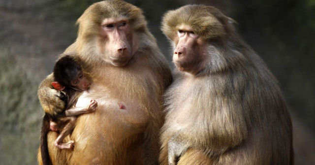 Pesquisa com babuinos revela que status social incide positivamente na saúde