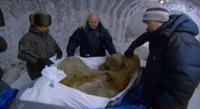 Encontram um mamute de 10 mil anos em perfeito estado de conservação na Rússia