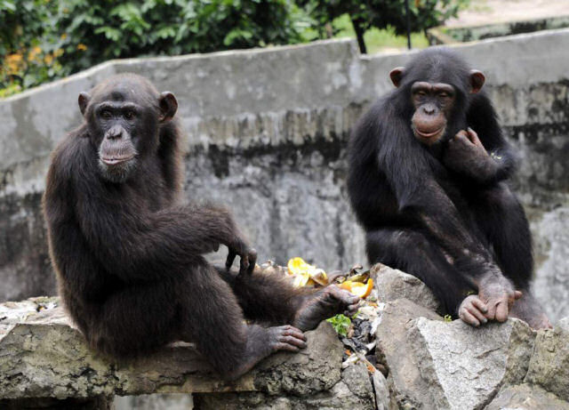 Juíza outorga pela primeira vez direitos humanos a chimpanzés