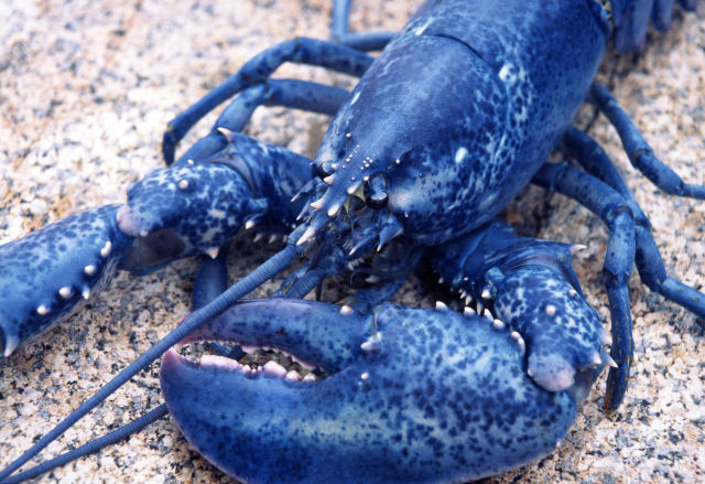 Resultado de imagem para lagosta azul