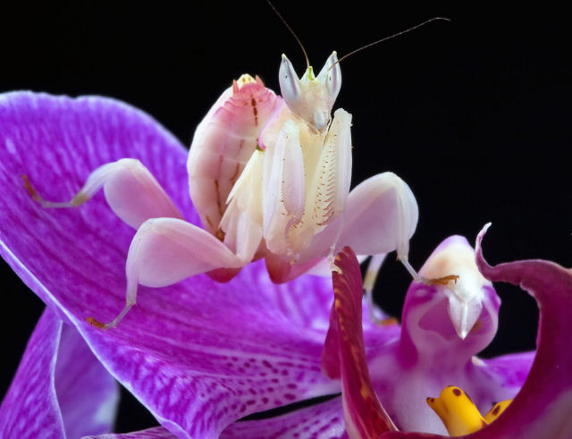 O fascinantes louva-a-deus orquídea que imita flores para atrair as presas