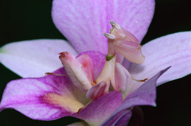 O fascinantes louva-a-deus orquídea que imita flores para atrair as presas