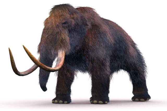 Outro mamute filmado na Sibéria?
