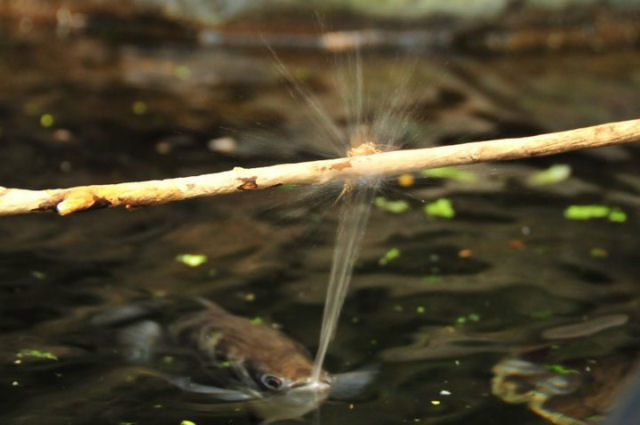 Peixe-arqueiro cospe jatos de água para abater sua presa