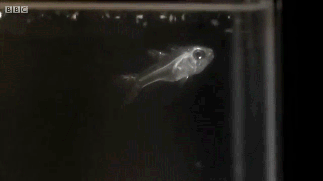 O segredo do peixe que cospe luz