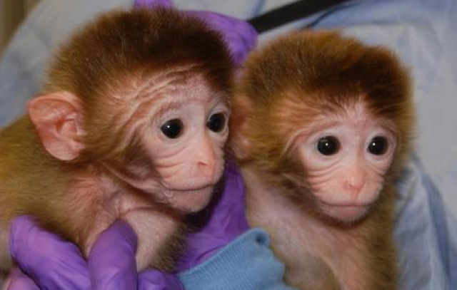 Criam os primeiros macacos quiméricos
