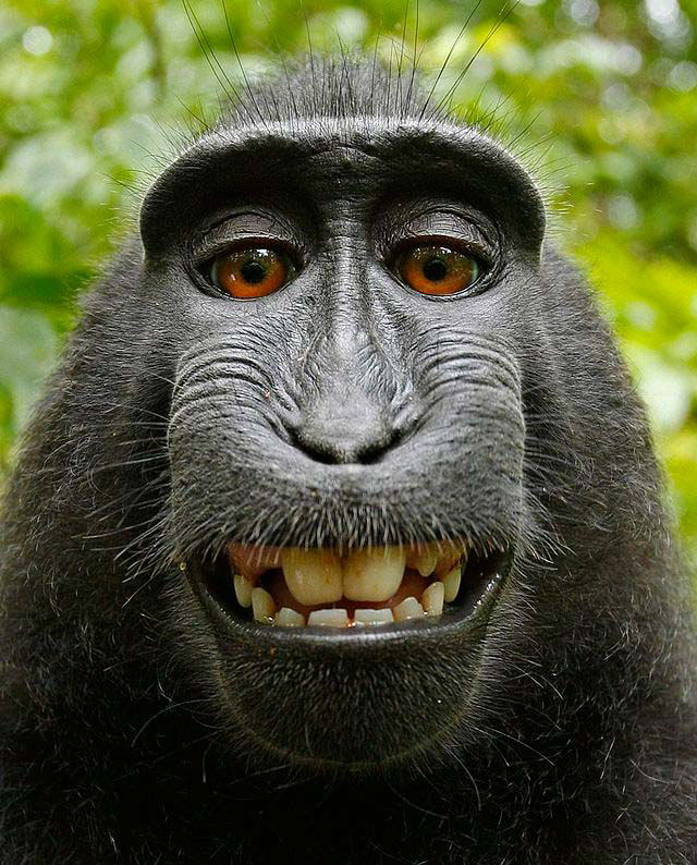 Resolvido: a famosa selfie do macaco pertence ao domínio público