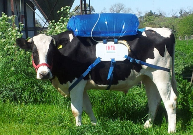 Argentinos querem usar peidos de vaca como fonte de energia