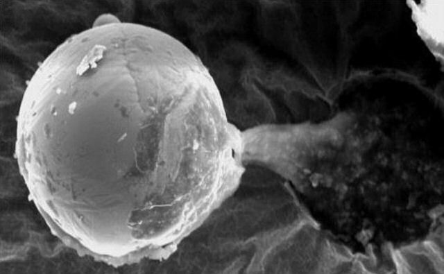 Estranha semente encontrada na estratosfera poderia ser prova de que extraterrestres conceberam a vida na Terra
