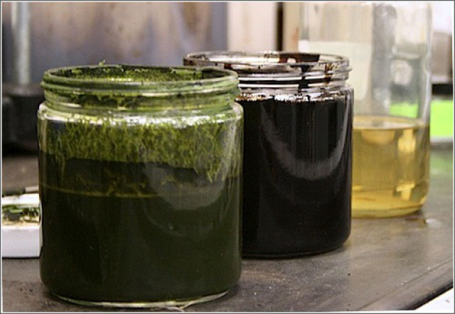 Um processo que converte algas em petróleo cru em uma hora
