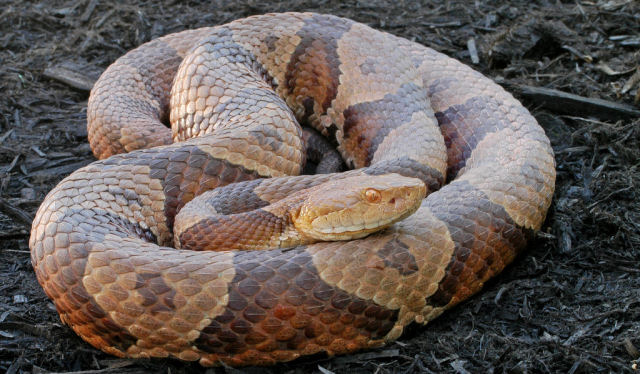 Cientistas descobrem espcie de cobra que concebe sendo virgem