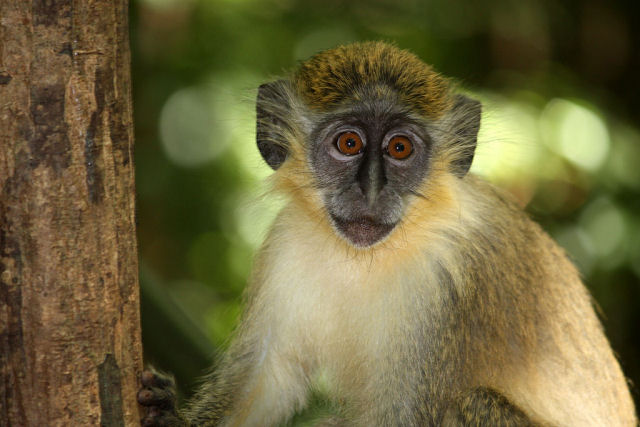 Os macacos que no esquecem seus leopardos