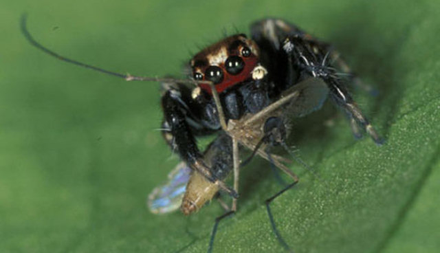 Uma aranha africana sente-se atrada por chul