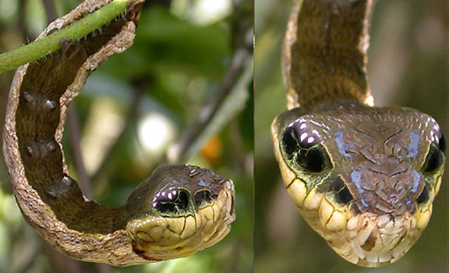 A lagarta que pensa que  uma cobra