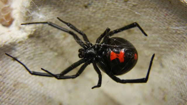 Naturalista  picado por uma viva negra e vive para contar