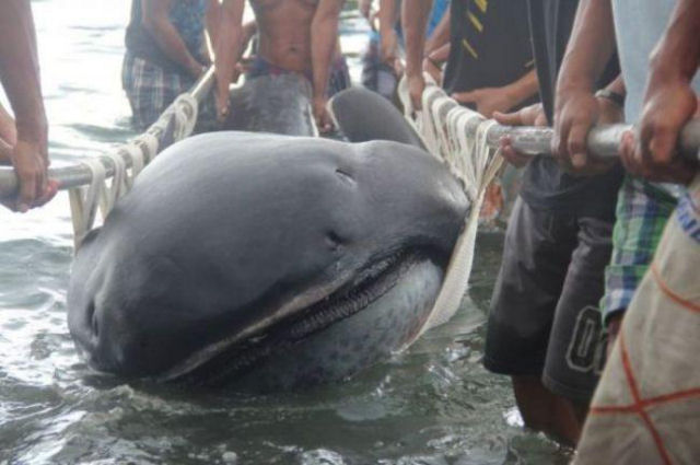 Encontram um raro tubaro-boca-grande na costa Filipina