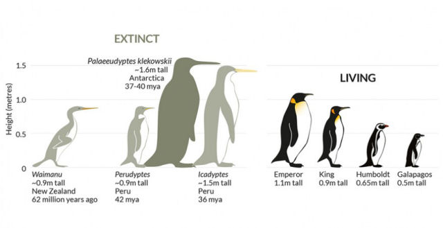 O pinguim de dois metros que em um dia viveu na Antrtida