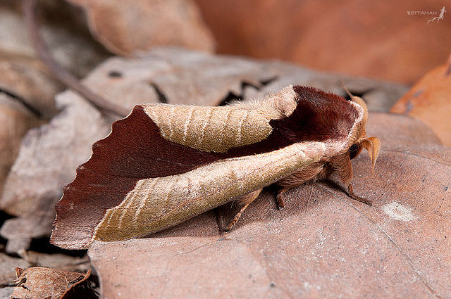 Mariposa mestre da camuflagem