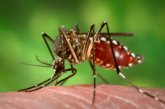 Malsia combater a dengue com 6 mil mosquitos mutantes