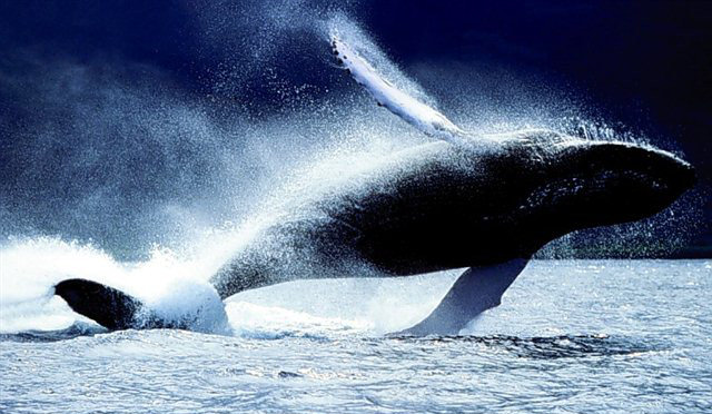 A indstria pesqueira caou 2,9 milhes de baleias no ltimo sculo