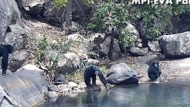 Chimpanzs selvagens esto usando varas de pesca para recolher algas dos rios