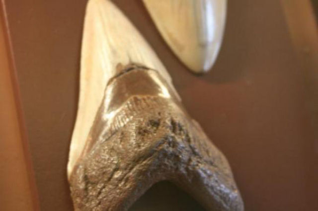 Dentes do gigante tubaro pr-histrico encontrados na Carolina do Norte