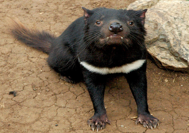 O demnio de Tasmnia poderia ser resgatado da extino