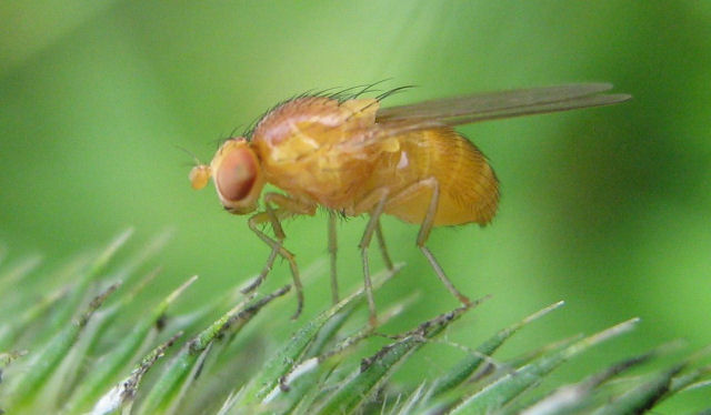 A mosca da fruta inspirar novas redes Wi-Fi