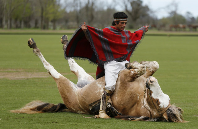 Pela primeira vez demonstram que os cavalos lem as emoes humanas