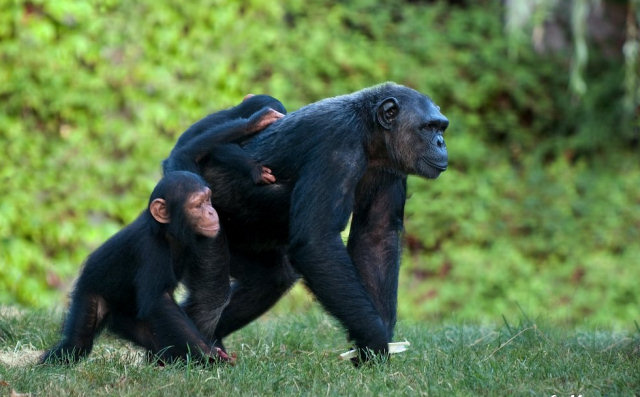 Os chimpanzs tm conscincia de si mesmos e conversam sobre o tempo