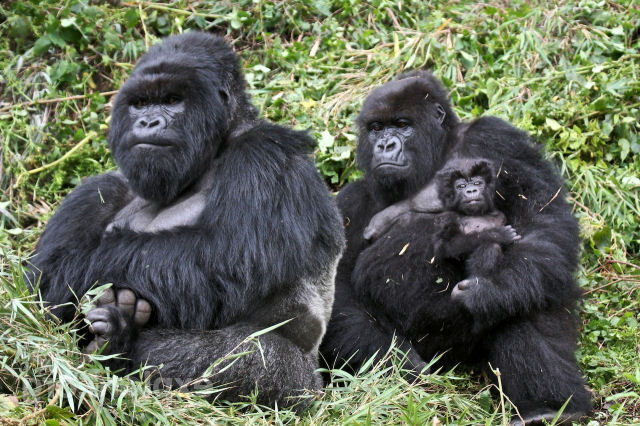 A fidelidade do macho  fruto evolutivo para evitar os infanticdios