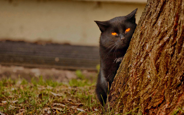 Uma curiosa desordem mental levou este homem a assegurar que seu gato era um espio