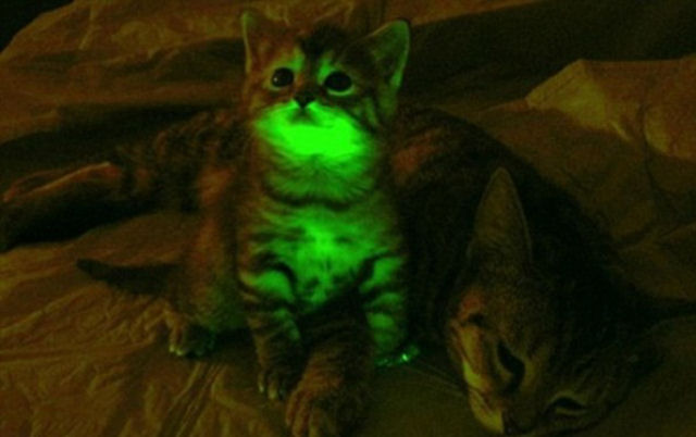 Este gatinho fluorescente poderia iluminar o caminho para a cura da AIDS