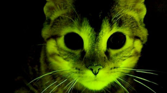 Este gatinho fluorescente poderia iluminar o caminho para a cura da AIDS