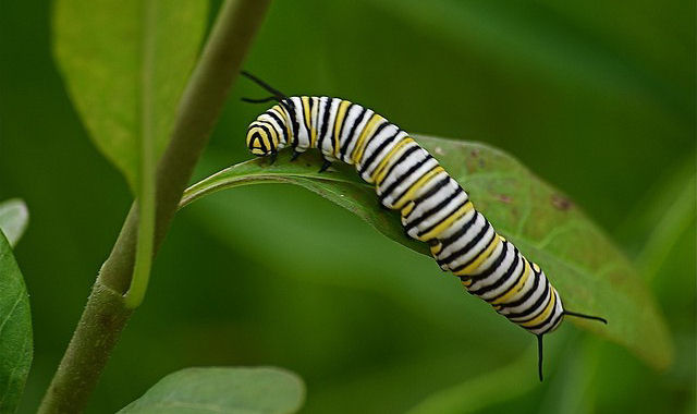 Insetos gravam mensagens nas plantas para que outros decodifiquem