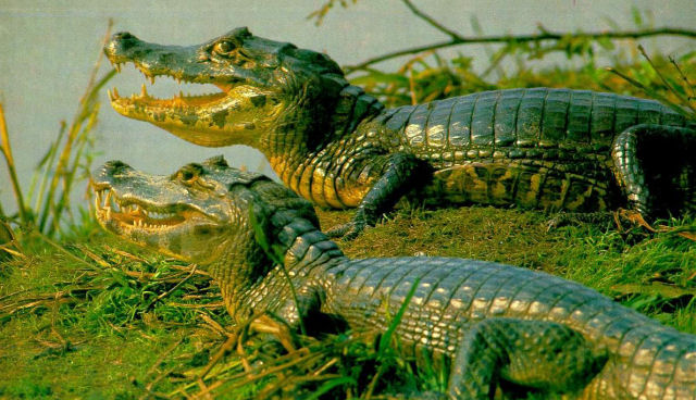 Um crocodilo causa um acidente areo 