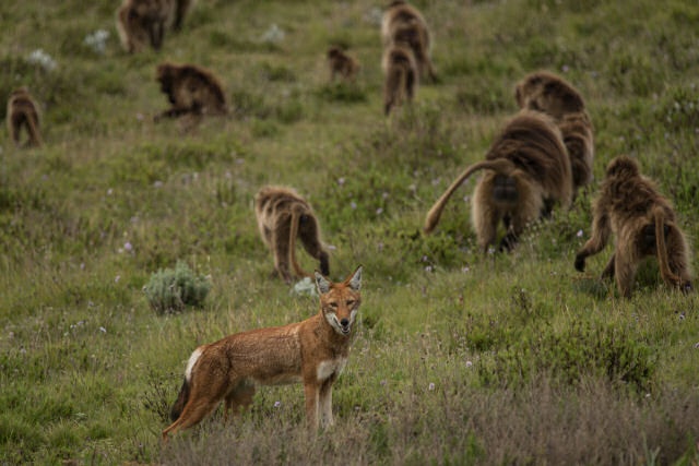 Aliana entre babunos-gelada e lobos parece o incio de uma domesticao