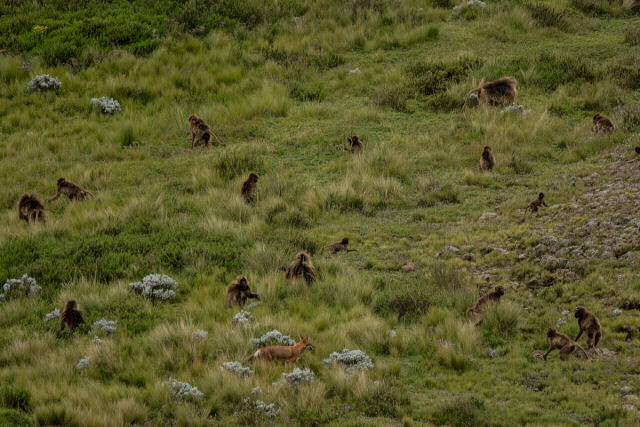 Aliana entre babunos-gelada e lobos parece o incio de uma domesticao