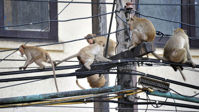 Macacos esto comendo cabos de fibra ptica na ndia