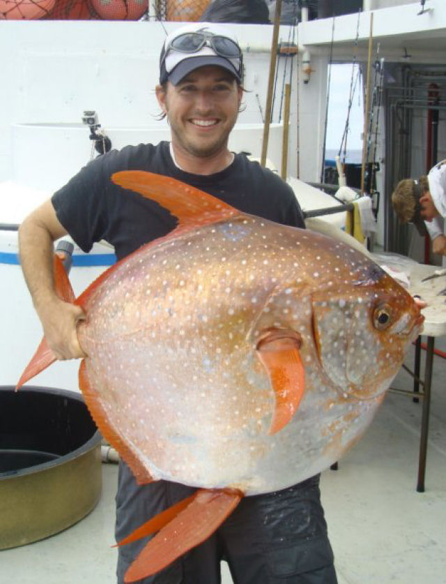 Descobrem o primeiro peixe de sangue quente