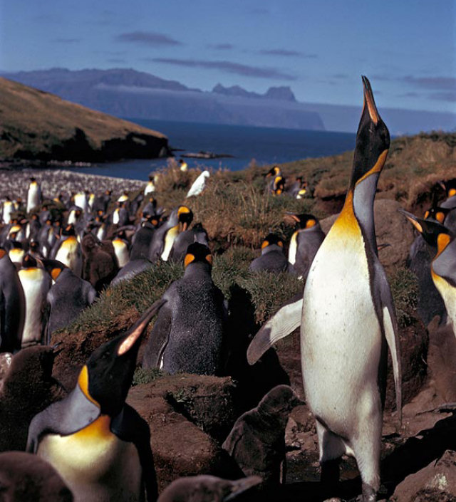 Profisso: levantador de pinguins