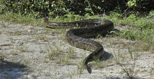 As serpentes que regressaram para casa