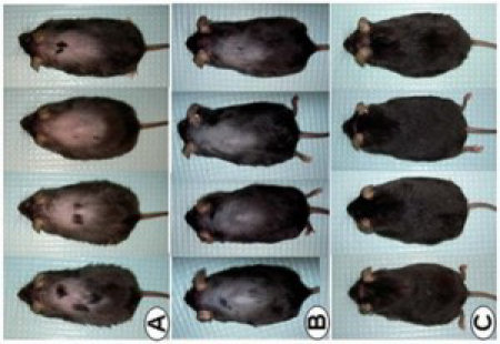 Cientistas descobrem acidentamente tratamento eficaz para a calvcie