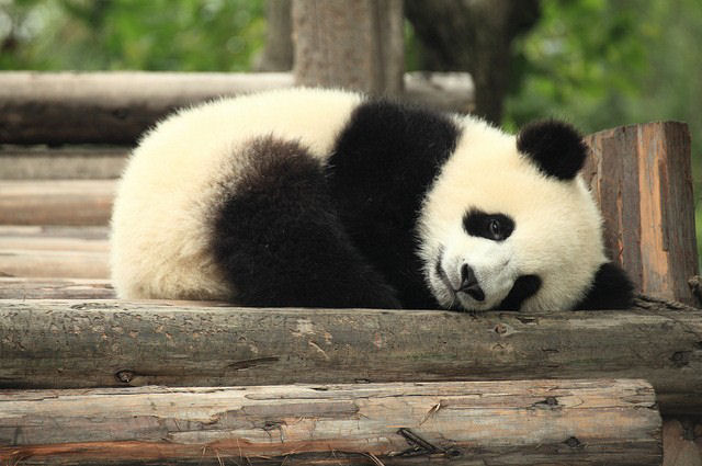 Panda finge uma gravidez para melhorar sua qualidade de vida