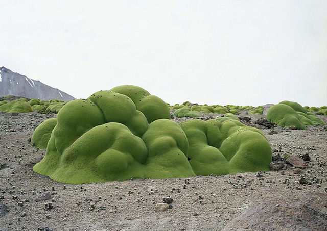 Esta coisa verde est viva e tem 3.000 anos