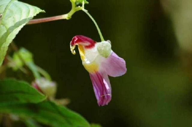 Flor-de-papagaio, a flor com forma de pssaro