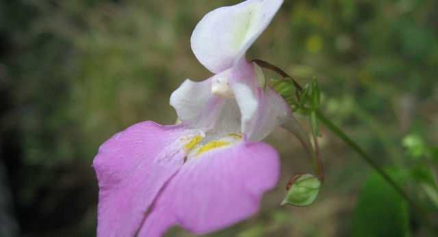 Flor-de-papagaio, a flor com forma de pssaro